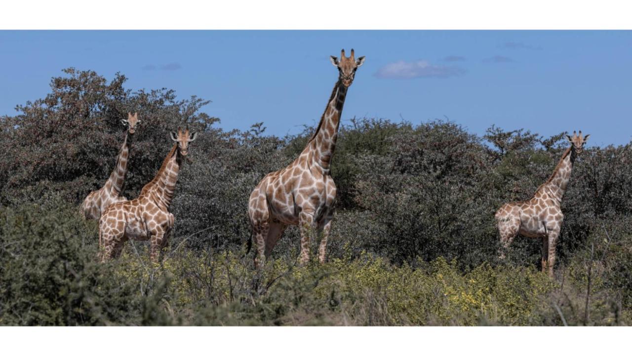 Sandune Game Lodge Gobabis Exteriör bild